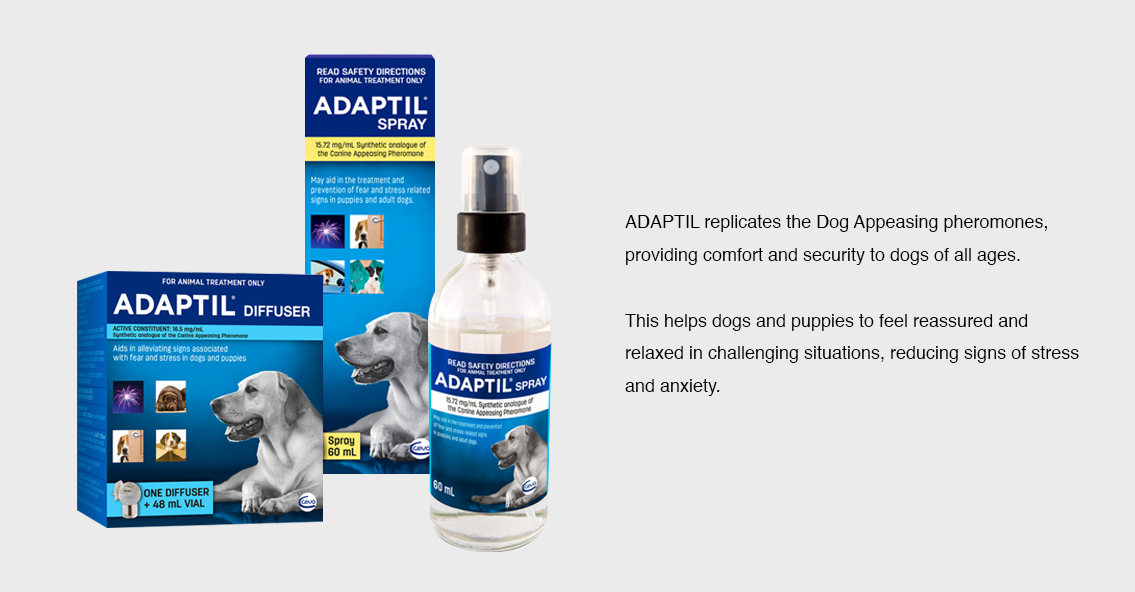 Do Dogs Spray When They Are Scared